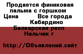 Продается финиковая пальма с горшком › Цена ­ 600 - Все города  »    . Кабардино-Балкарская респ.,Нальчик г.